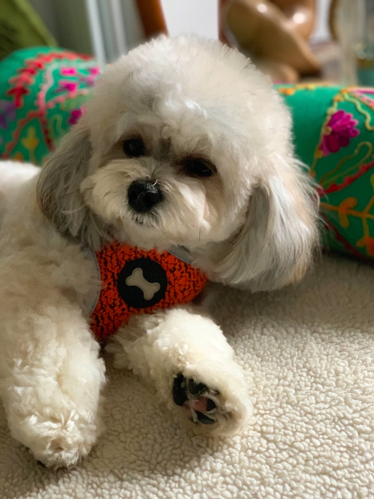 Boudi joined the competition — help win amazing prizes! bichon, bichon_frise, bolognese, bolonka, canidae, carnivore, companion_dog, dog, dog_breed, dog_clothes, maltepoo, maltese, mammal, non_sporting_group, pekapoo, puppy, shih_tzu, snout, toy_poodle, vertebrate