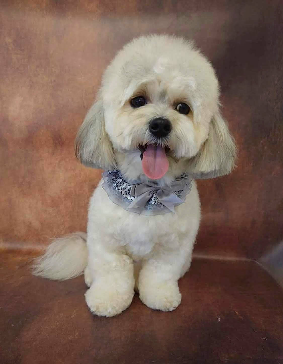 Boudi is registered to the contest to win money with this photo: bichon, bichon_frise, canidae, carnivore, cockapoo, companion_dog, dog, dog_breed, havanese, maltepoo, maltese, mammal, miniature_poodle, pekapoo, poodle_crossbreed, puppy, puppy_love, snout, toy_poodle, vertebrate