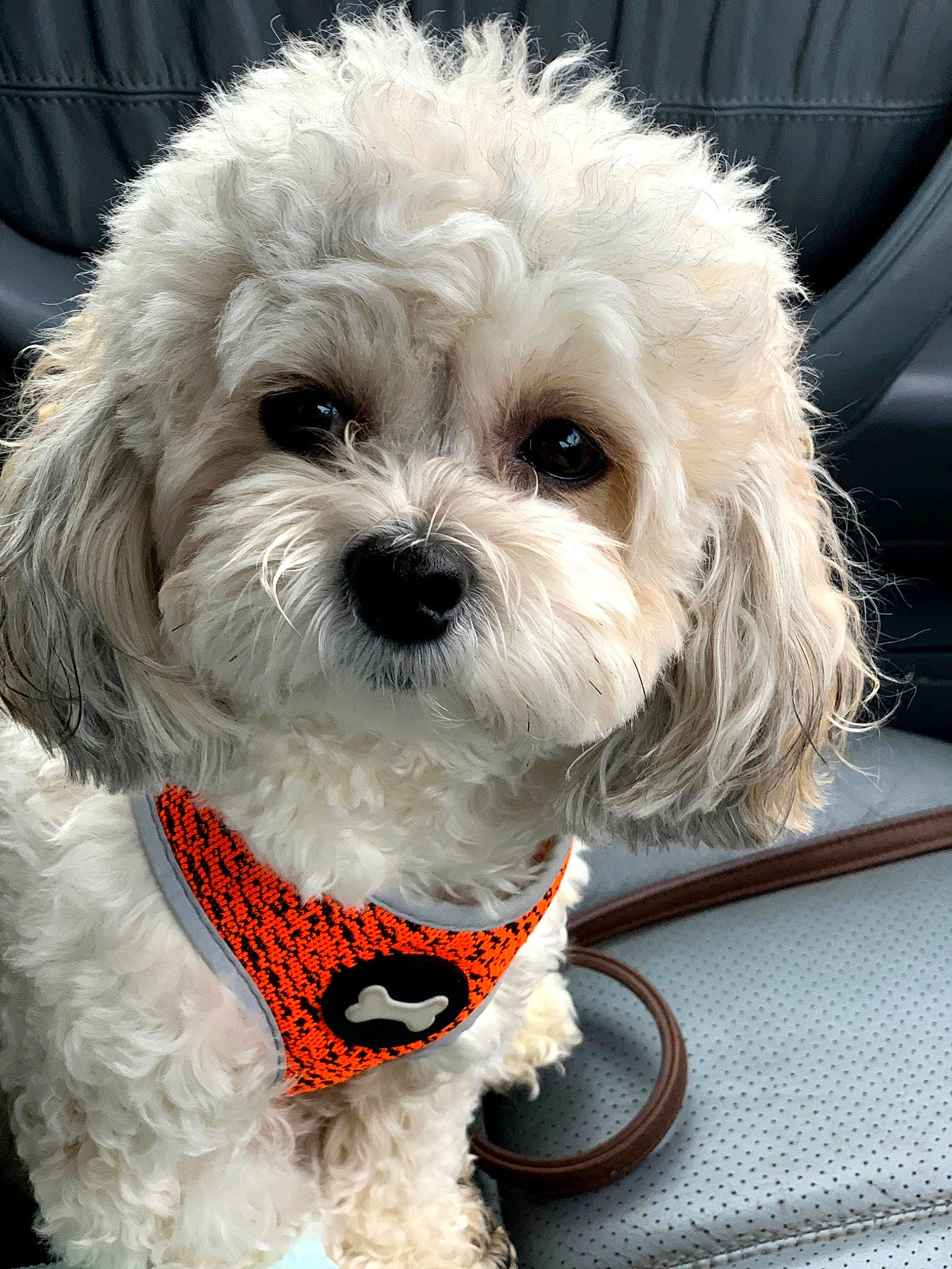 Boudi joined the competition — help win amazing prizes! bichon, bichon_frise, bolognese, canidae, carnivore, cavapoo, companion_dog, dog, dog_breed, dog_collar, havanese, maltepoo, maltese, mammal, miniature_poodle, puppy, schnoodle, snout, toy_poodle, vertebrate