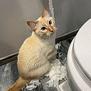 Alfredo joined the competition — help win amazing prizes! cat, toilet_paper, bathroom, floor, shredded_paper, curious, cream_colored, pet, domestic_animal, whiskers, blue_eyes, wall, tile_floor, toilet, playful, mess, indoor, animal, fur, guilty_look