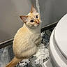 cat, toilet_paper, bathroom, floor, shredded_paper, curious, cream_colored, pet, domestic_animal, whiskers, blue_eyes, wall, tile_floor, toilet, playful, mess, indoor, animal, fur, guilty_look