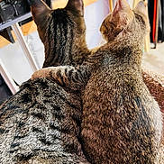 Max And June Bug joined the competition — help win amazing prizes! affection, animal, back, cat, close, companions, cozy, cuddle, cute, domestic_animal, ears, feline, friendship, fur, indoor, love, paw, pet, sitting, tabby_cat