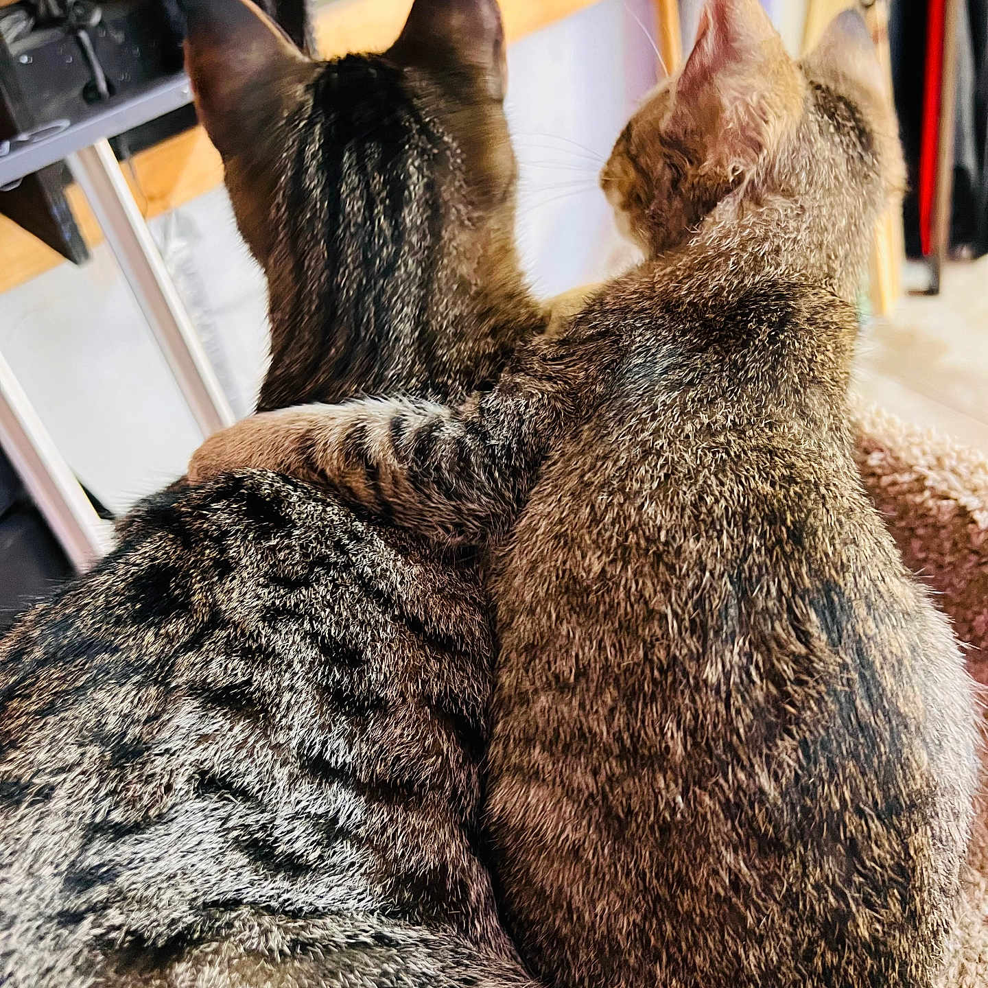 Max And June Bug joined the competition — help win amazing prizes! affection, animal, back, cat, close, companions, cozy, cuddle, cute, domestic_animal, ears, feline, friendship, fur, indoor, love, paw, pet, sitting, tabby_cat