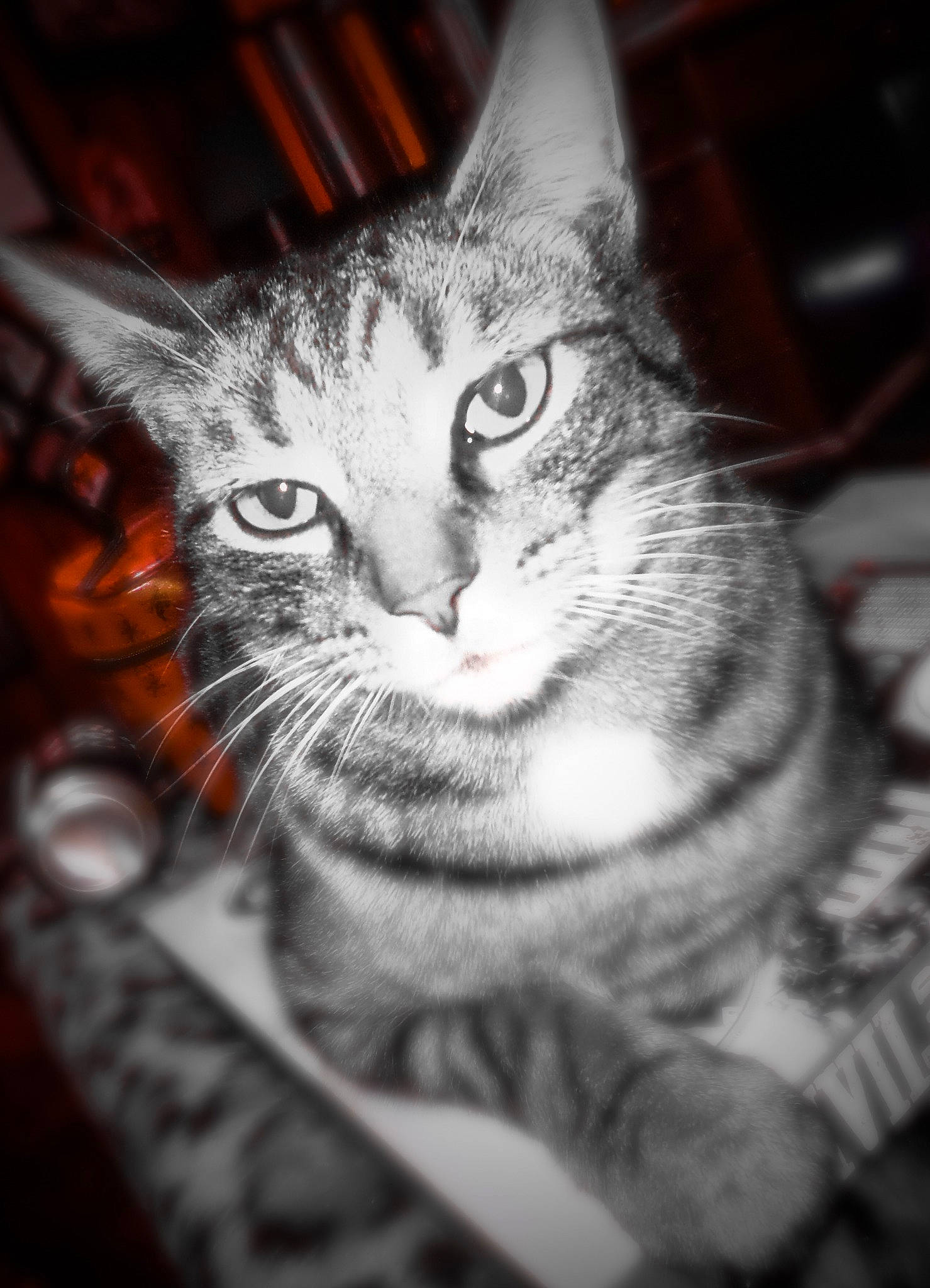 Booger is registered to the contest to win money with this photo: art, carnivore, cat, close_up, curious, darkness, domestic_short_haired_cat, ear, felidae, fur, grey, monochrome, monochrome_photography, paw, small_to_medium_sized_cats, snout, still_life_photography, tree, whiskers, wildlife