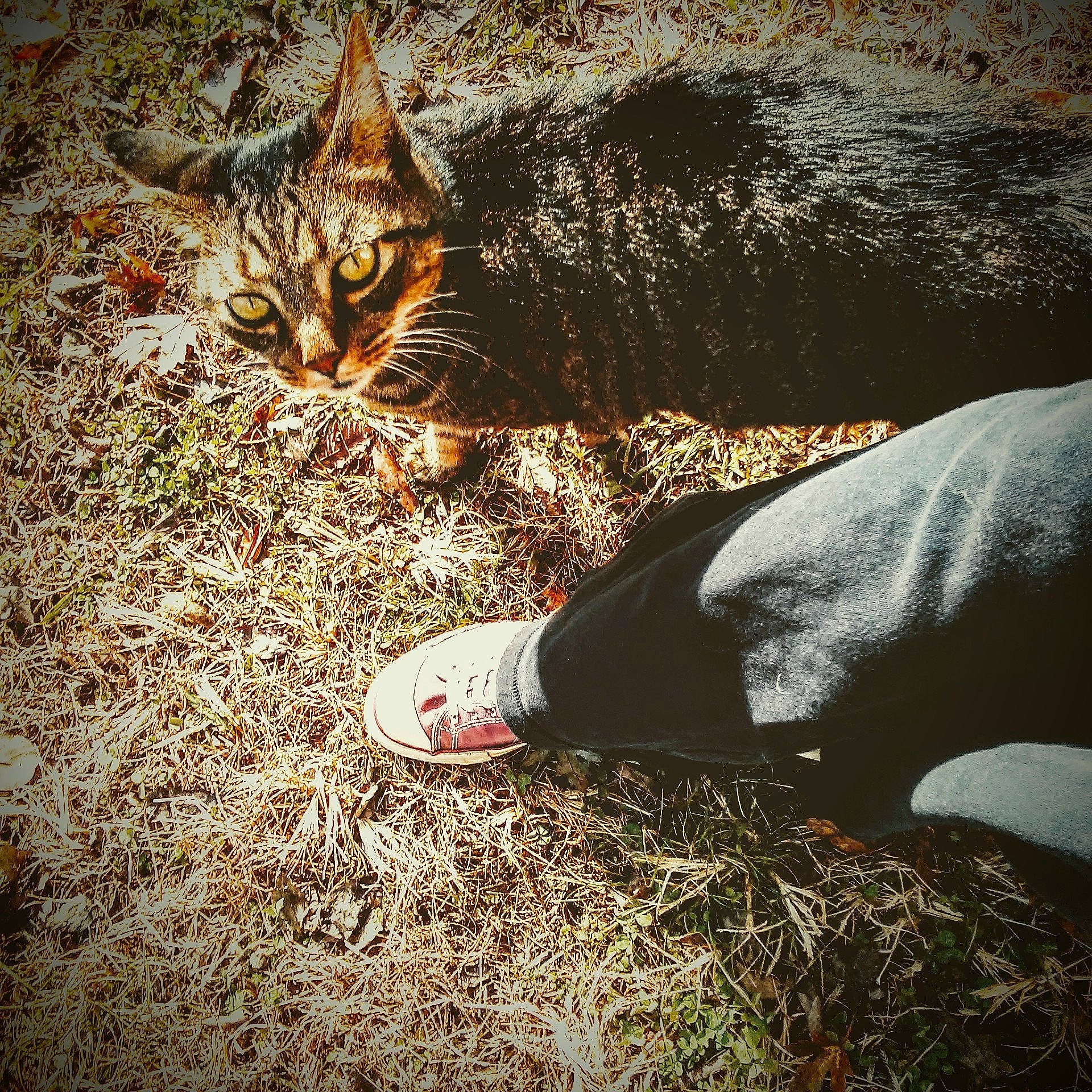 Booger is registered to the contest to win money with this photo: carnivore, cat, deciduous, fawn, felidae, foot, fur, grass, human_leg, leg, people_in_nature, road_surface, small_to_medium_sized_cats, soil, tail, terrestrial_animal, tints_and_shades, trunk, whiskers, wood