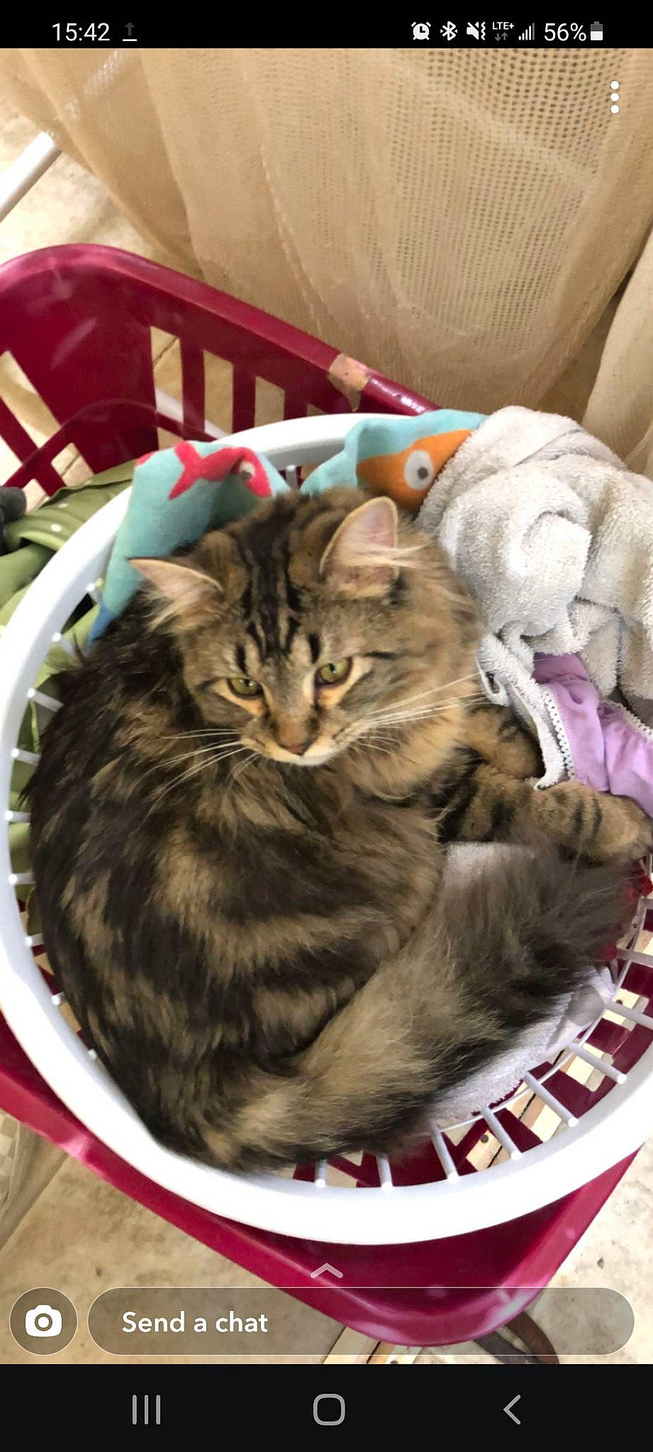 Luna joined the competition — help win amazing prizes! carnivore, cat, chair, claw, comfort, domestic_short_haired_cat, felidae, fur, linens, nap, paw, small_to_medium_sized_cats, tail, whiskers