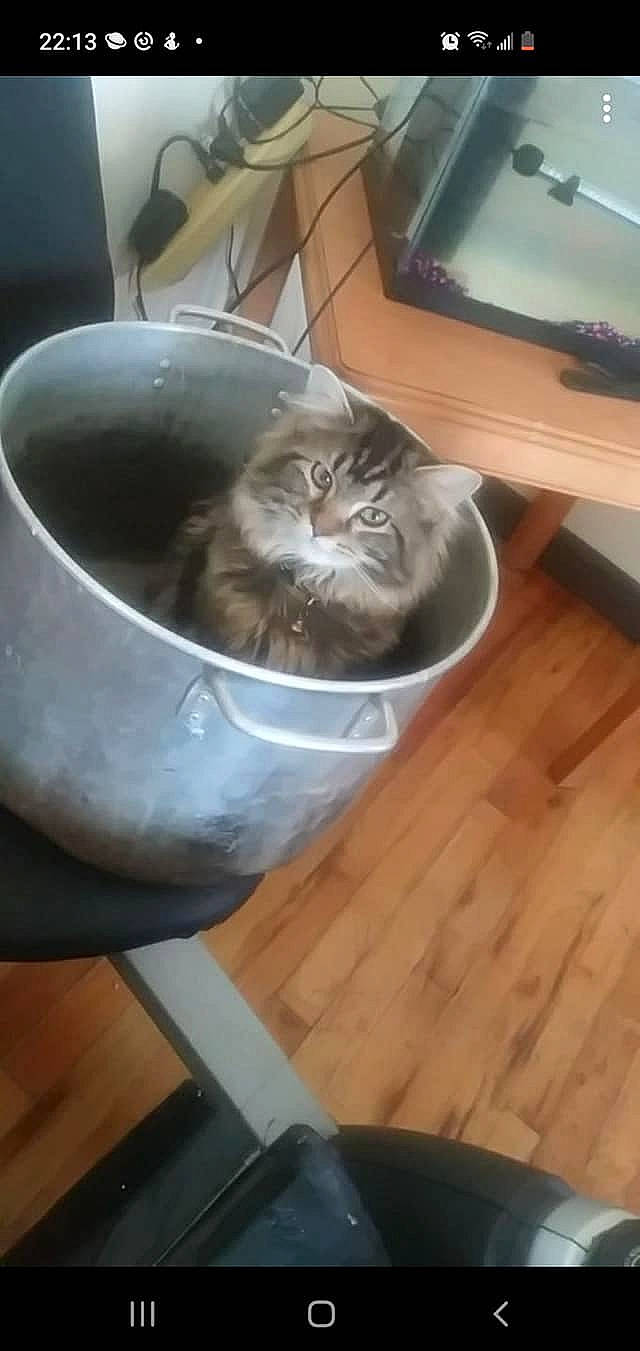 Luna is registered to the contest to win money with this photo: analog_television, cable_television, carnivore, cat, cat_supply, comfort, display_device, domestic_short_haired_cat, entertainment_center, felidae, flooring, grey, hardwood, home_appliance, output_device, small_to_medium_sized_cats, tail, television, whiskers, wood