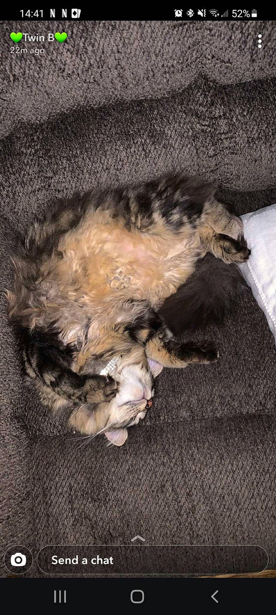 Luna is registered to the contest to win money with this photo: border_terrier, canidae, carnivore, claw, comfort, companion_dog, dog, dog_breed, fawn, felidae, fur, liver, nap, paw, small_to_medium_sized_cats, sporting_group, tail, terrier, wood, working_animal