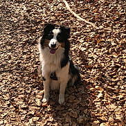 Tookie a rejoint le concours — aidez-le/la à gagner de superbes lots ! dog, animal, pet, sitting, autumn, leaves, outdoor, nature, sunlight, happy, tongue_out, black_and_white, fur, forest_floor, daylight, canine, smiling, playful, companion, seasonal