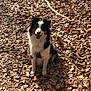 dog, animal, pet, sitting, autumn, leaves, outdoor, nature, sunlight, happy, tongue_out, black_and_white, fur, forest_floor, daylight, canine, smiling, playful, companion, seasonal
