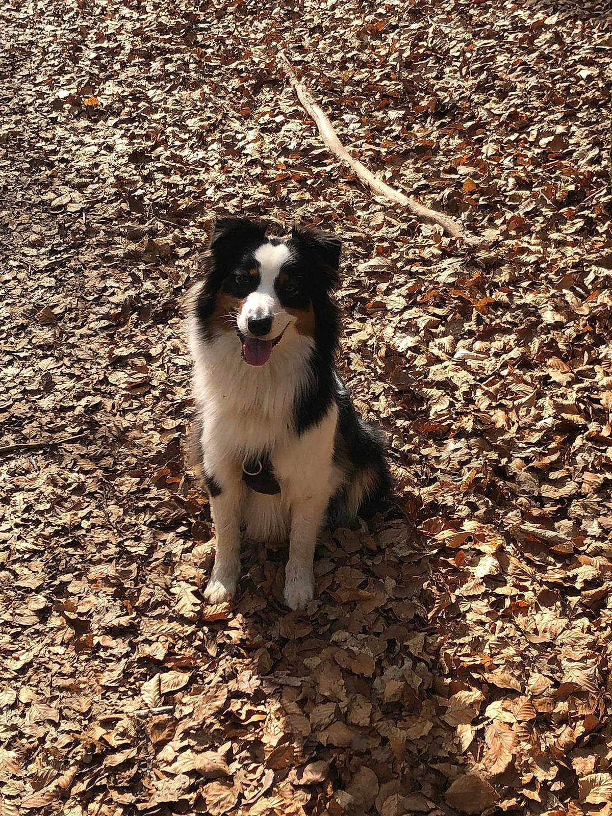 Tookie a rejoint le concours — aidez-le/la à gagner de superbes lots ! dog, animal, pet, sitting, autumn, leaves, outdoor, nature, sunlight, happy, tongue_out, black_and_white, fur, forest_floor, daylight, canine, smiling, playful, companion, seasonal