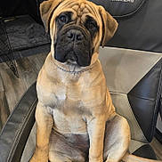 Justice is registered to the contest to win money with this photo: brown_fur, canine, chair, collar, cute, dog, domestic_animal, ears, floor, gaming_chair, indoor, looking_at_camera, pet, pet_portrait, puppy, seated, wood_floor, wrinkles, xrl_toy_haulers, young_dog
