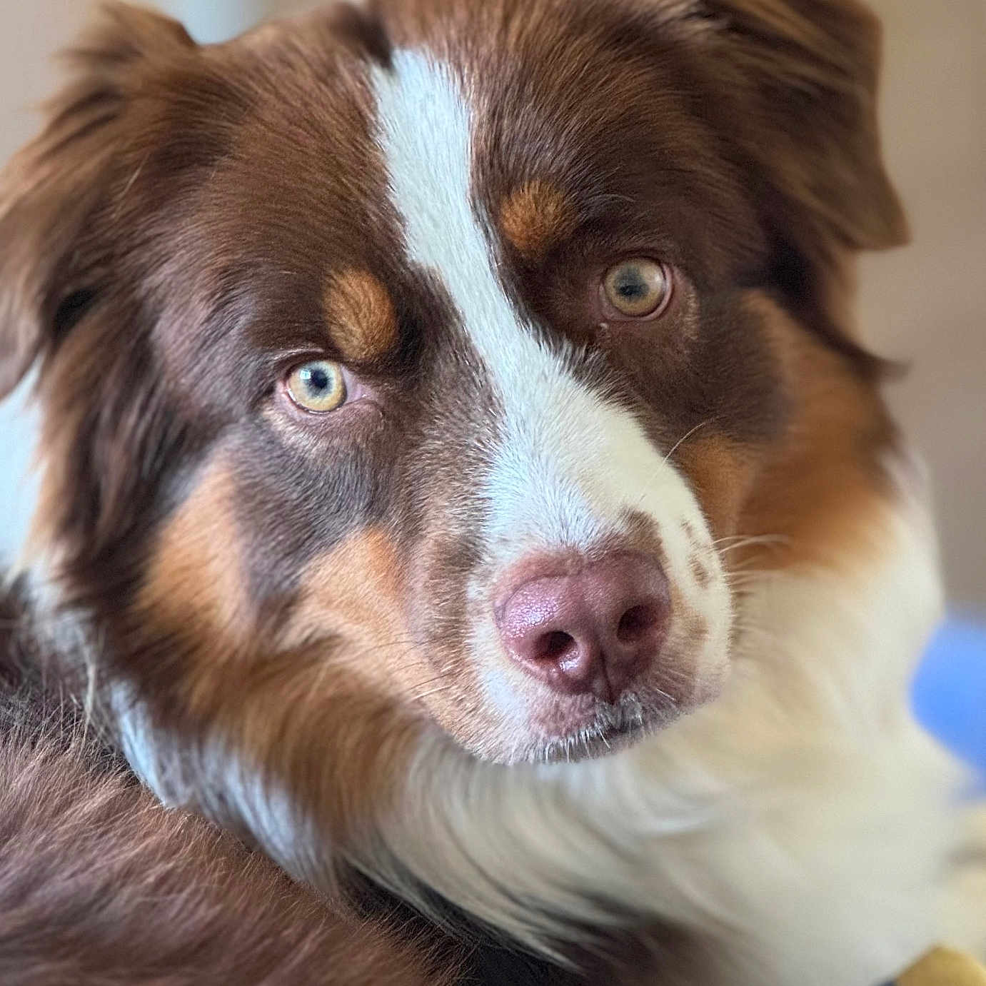 Ultra Chic participe au concours pour gagner de l'argent avec cette photo : animal, bodypart, canine, cockerspaniel, collie, dog, eskimodog, face, goldenretriever, head, hound, husky, mouth, person, pet, photography, portrait, puppy, sleeping, snout