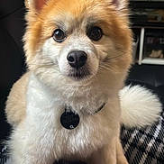 Teddy joined the competition — help win amazing prizes! dog, pet, fluffy, indoor, cute, animal, canine, fur, collar, tag, portrait, sitting, blanket, brown, white, ears, tail, closeup, face, eyes