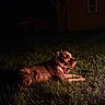 Indica joined the competition — help win amazing prizes! dog, brindle_dog, pet, animal, canine, grass, lawn, outdoor, night, nighttime, backyard, house, window, tree, lying_down, collar, red_leash, alert, profile, portrait