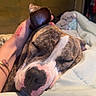 dog, bulldog, sleeping, pet, animal, close_up, portrait, bed, blanket, bedroom, cozy, relaxed, nap, closed_eyes, nose, ear, brindle, white_markings, hand, wooden_wall