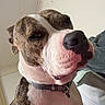 Indica is registered to the contest to win money with this photo: dog, brindle, pit_bull, portrait, close_up, pet, canine, collar, indoors, sitting, large_nose, pink_nose, white_chest, short_hair, brown_fur, black_collar, human, couch, funny_expression, selfie