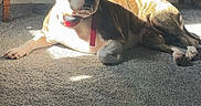 Indica is registered to the contest to win money with this photo: dog, brindle, white_fur, lying_down, indoor, living_room, carpet, wooden_table, sunlight, sunbeam, pet, collar, red_leash, short_fur, mixed_breed, bulldog, relaxed, portrait, home, floor