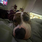 Indica joined the competition — help win amazing prizes! dog, pet, canine, close_up, nose, muzzle, face, sleepy, relaxed, indoor, living_room, blanket, couch, television, home, portrait, brown_and_white, short_hair, large_nose, cozy