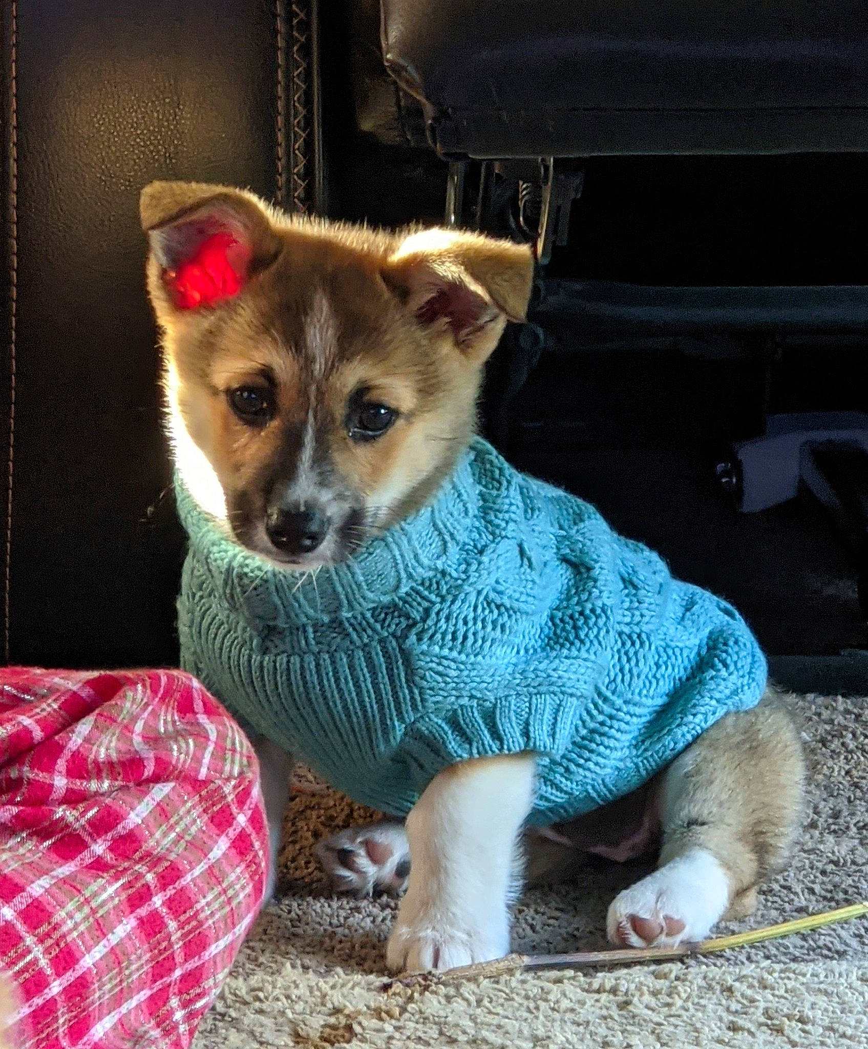 Puddin' joined the competition — help win amazing prizes! canidae, carnivore, companion_dog, dog, dog_breed, dog_clothes, dog_supply, fawn, fur, home_accessories, non_sporting_group, pet_supply, plaid, snout, sporting_group, tartan, toy_dog, whiskers, working_animal, working_dog