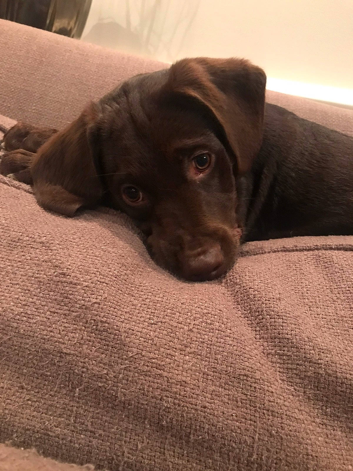 Sadie Mae joined the competition — help win amazing prizes! beagador, canidae, carnivore, companion_dog, dog, dog_breed, furniture, labrador_retriever, patterdale_terrier, pointer, pointing_breed, puppy, snout, sporting_group, weimaraner