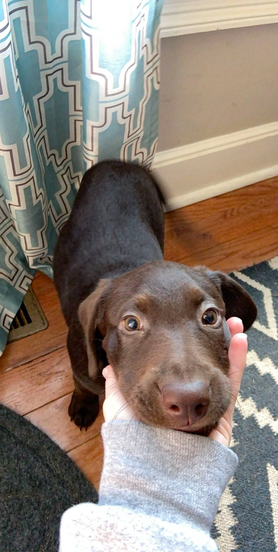 Sadie Mae joined the competition — help win amazing prizes! beagador, blue_lacy, canidae, carnivore, dog, dog_breed, eurohound, fawn, german_shorthaired_pointer, labrador_retriever, liver, mammal, nose, pointer, pointing_breed, puppy, snout, sporting_group, vertebrate, weimaraner