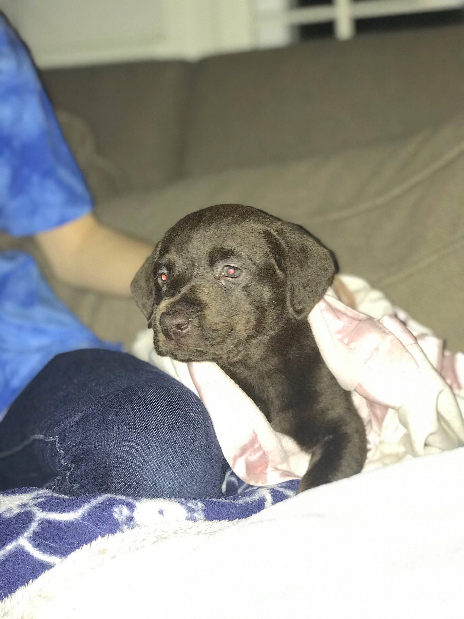 Sadie Mae joined the competition — help win amazing prizes! beagador, canidae, carnivore, companion_dog, dog, dog_breed, ear, fawn, guard_dog, labrador_retriever, mammal, puppy, retriever, snout, sporting_group, whiskers