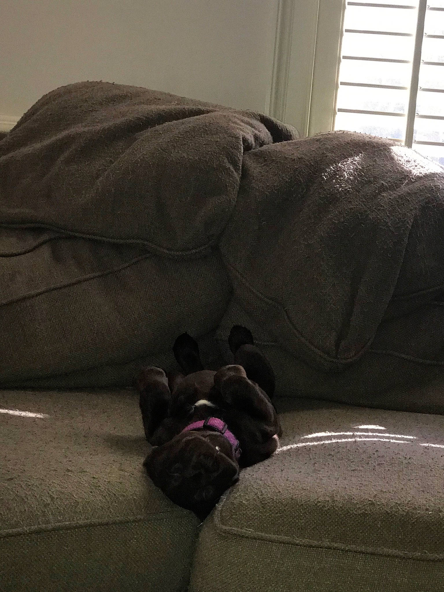 Sadie Mae joined the competition — help win amazing prizes! bed, bed_sheet, bedding, bedroom, canidae, comfort, couch, floor, furniture, linens, nap, room, sleep