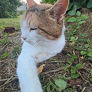 Lysie participe au concours pour gagner de l'argent avec cette photo : cat, animal, outdoor, greenery, grass, leaf, nature, pet, feline, relaxed, paw, fur, mammal, closeup, wildlife, resting, whiskers, plant, daylight, calm