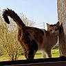 Lysie a rejoint le concours — aidez-le/la à gagner de superbes lots ! cat, calico_cat, window, outdoor, garden, tree, sunlight, wall, tail, animal, pet, curious, nature, daylight, house, feline, looking, grass, blue_sky, plant