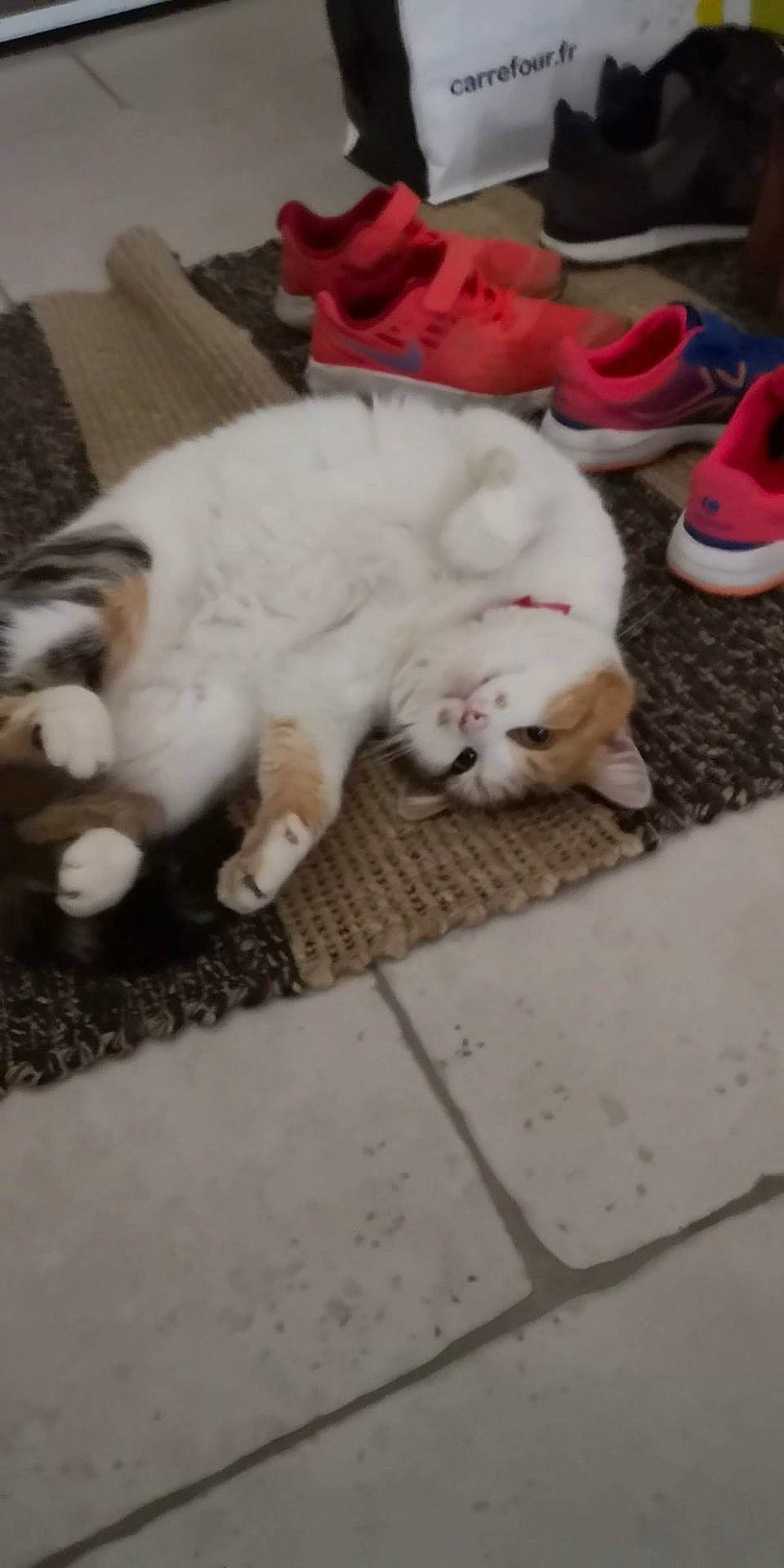 Lysie participe au concours pour gagner de l'argent avec cette photo : animal, calico_cat, cat, collar, colorful, cozy, curious, domestic, floor, footwear, home, indoor, lying_down, pet, relaxed, resting, rug, shoes, sneakers, white_cat