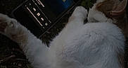 Lysie participe au concours pour gagner de l'argent avec cette photo : cat, smartphone, music_player, outdoor, night, animal, fur, whiskers, relaxing, technology, grass, nature, pet, sleeping, laying_down, device, closeup, dark, paw, sound