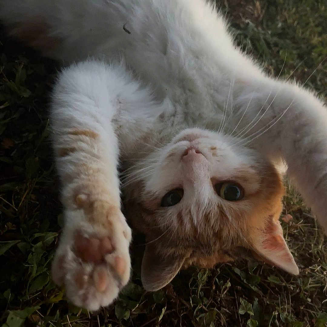 Lysie a rejoint le concours — aidez-le/la à gagner de superbes lots ! cat, animal, pet, grass, outdoor, nature, fur, whiskers, paw, stretching, cute, relaxed, green, leaf, mammal, feline, playful, closeup, young, adorable