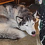 dog, husky, sleeping, tongue_out, indoor, floor, pet, animal, fur, canine, resting, cute, closeup, muzzle, tail, ears, white, gray, black, cozy