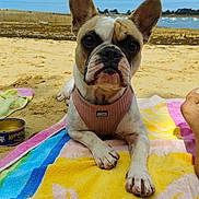 Upsse participe au concours pour gagner de l'argent avec cette photo : animal, beach, boats, can, closeup, curious, dog, ear, french_bulldog, outdoor, paw, pet, relaxing, sand, sea, snout, summer, sunlight, towel, vacation