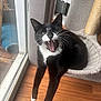 cat, cat_tree, cozy, curtain, glass, hardwood_floor, indoor, paws, pet, plant_pot, scratching_post, sill, sliding_door, sunlight, teeth, tongue, tuxedo_cat, whiskers, window, yawning