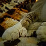 cat, paws, close_up, fluffy, soft, blanket, patterned, animal, resting, feline, cozy, fur, white, gray, indoor, warm_colors, texture, sleeping, pet, blurred_background