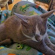 Mittens joined the competition — help win amazing prizes! cat, sleeping, gray_cat, white_markings, blanket, patterned_blanket, frog_pattern, bird_pattern, indoor, wooden_floor, cozy, pet, animal, whiskers, fur, resting, relaxed, close_up, cute, domestic_cat