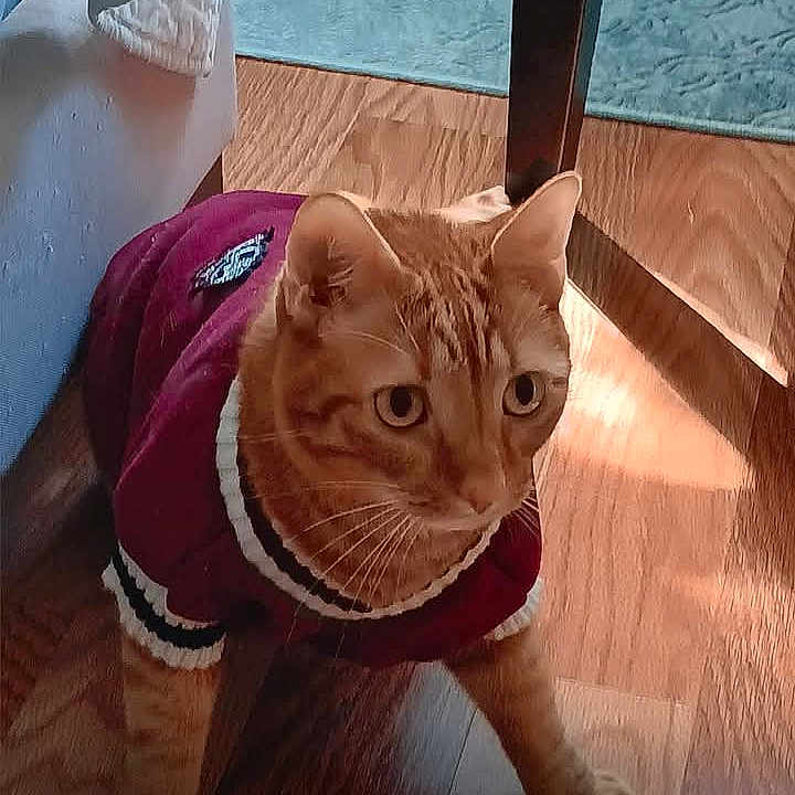 B.b. is registered to the contest to win money with this photo: animal, cat, cozy, crouching, curious, domestic_cat, ears, eyes, floor, front_paws, furniture_leg, house_pet, indoor, orange_tabby, pet, rug, sweater, warm_light, whiskers, wooden_floor