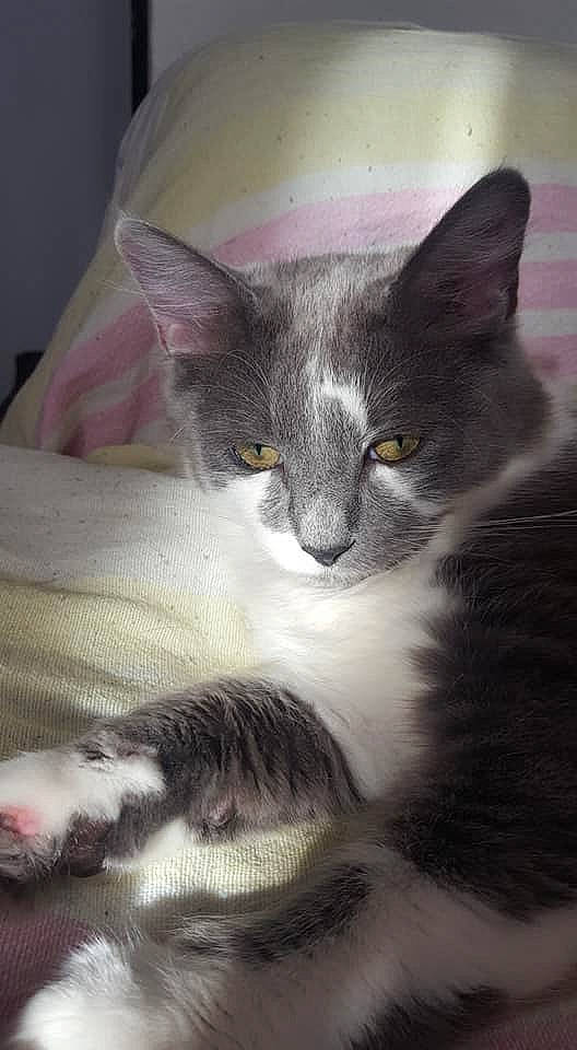 Mia a rejoint le concours — aidez-le/la à gagner de superbes lots ! carnivore, cat, domestic_long_haired_cat, domestic_short_haired_cat, felidae, kitten, maine_coon, mammal, nebelung, norwegian_forest_cat, oriental_longhair, small_to_medium_sized_cats, snout, vertebrate, whiskers