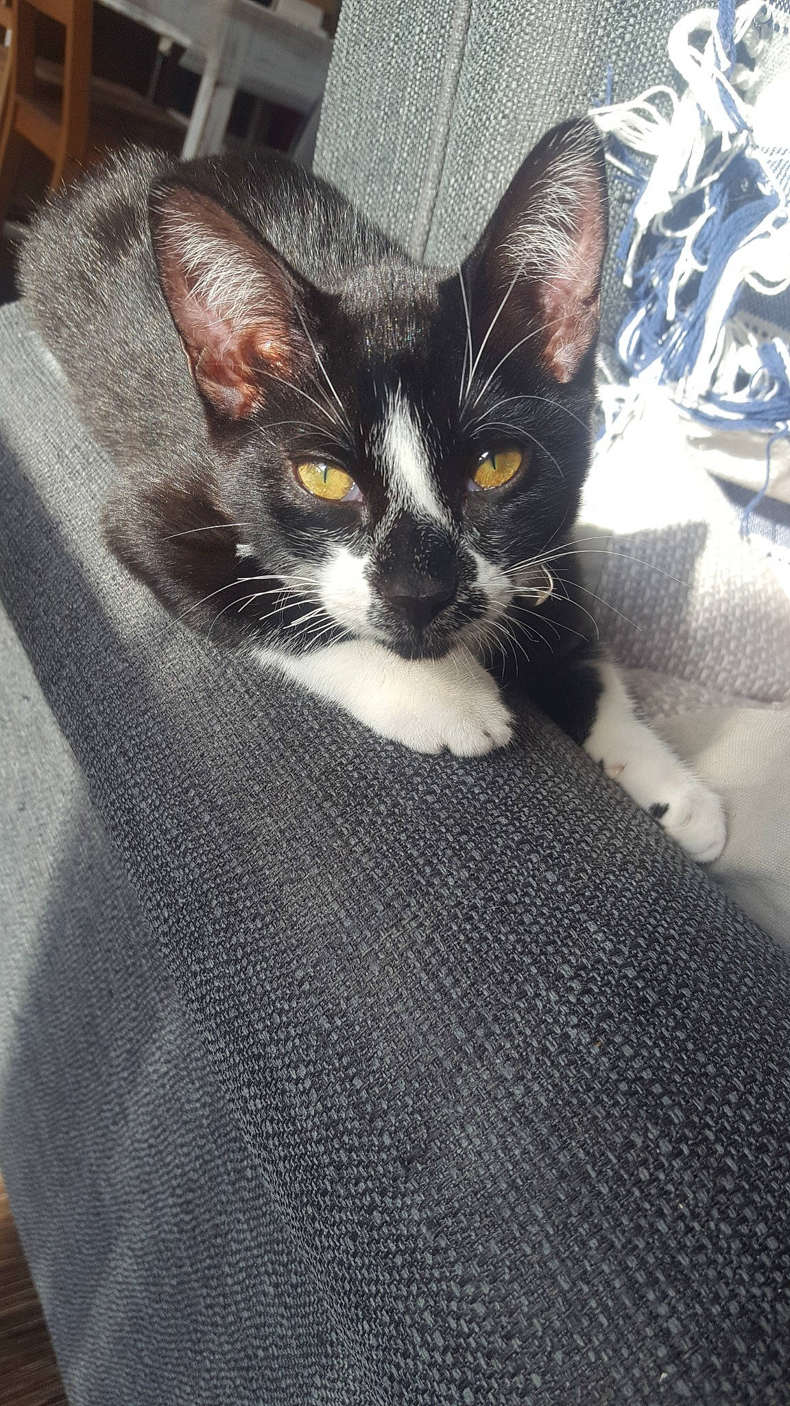 Lisa participe au concours pour gagner de l'argent avec cette photo : american_wirehair, black_and_white, carnivore, cat, devon_rex, domestic_short_haired_cat, european_shorthair, felidae, german_rex, kitten, mammal, polydactyl_cat, small_to_medium_sized_cats, whiskers