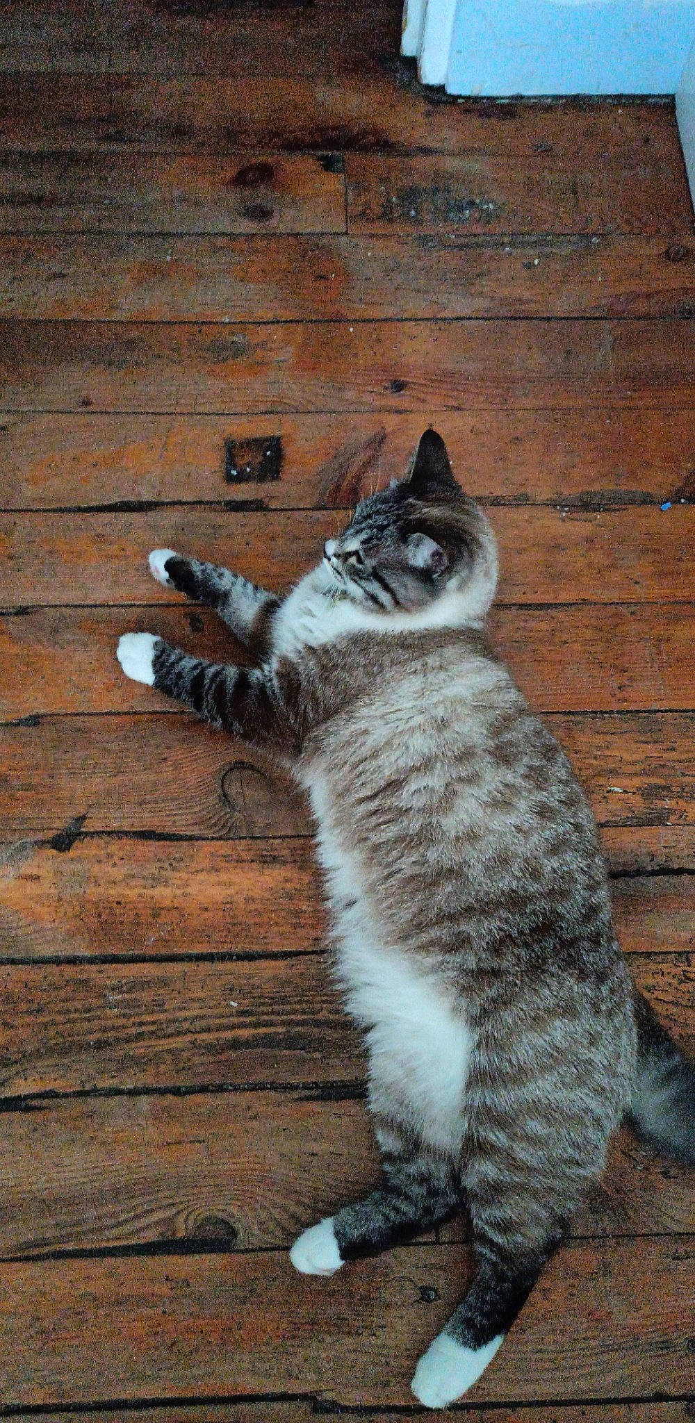 Caline a rejoint le concours — aidez-le/la à gagner de superbes lots ! carnivore, cat, claw, domestic_short_haired_cat, fawn, felidae, flooring, foot, fur, grey, hardwood, paw, sitting, small_to_medium_sized_cats, snout, tail, terrestrial_animal, whiskers, wood, wood_stain