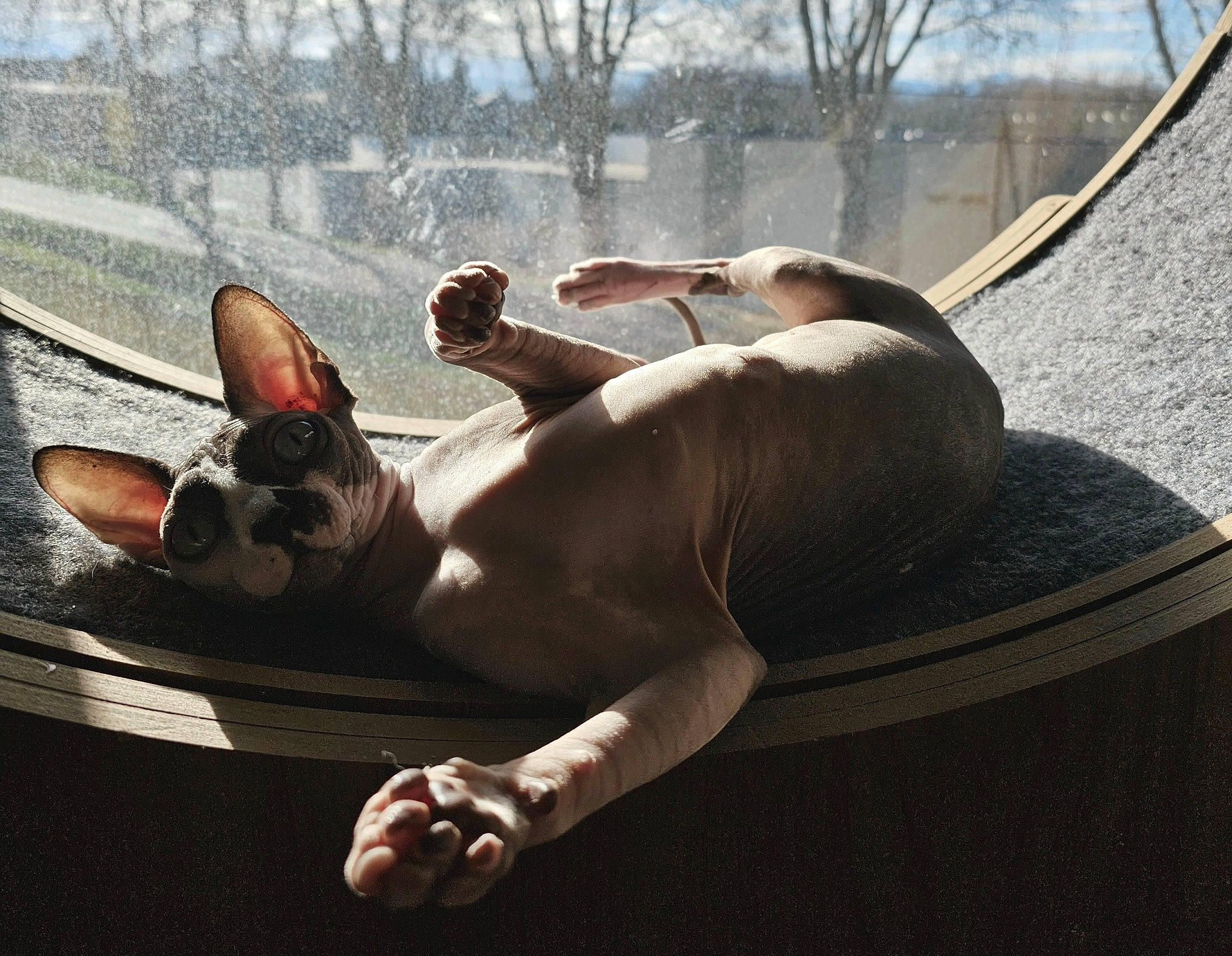 Savannah participe au concours pour gagner de l'argent avec cette photo : abdomen, barechested, canidae, carnivore, chest, comfort, companion_dog, dog, dog_breed, fawn, felidae, grass, human_leg, leisure, small_to_medium_sized_cats, tail, thigh, tree, whiskers, window