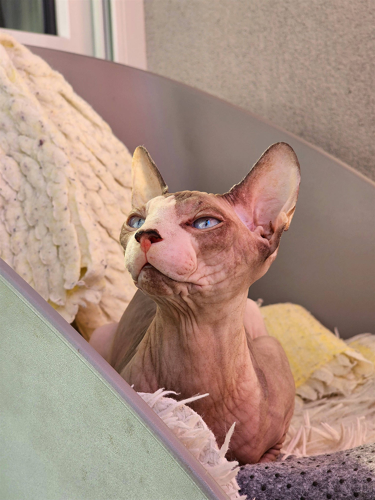 Tyfonce a rejoint le concours — aidez-le/la à gagner de superbes lots ! carnivore, cat, comfort, dog_breed, donskoy, eye, fawn, felidae, linens, peach, pet_supply, sculpture, small_to_medium_sized_cats, snout, sphynx, tail, terrestrial_animal, toy, whiskers, wood