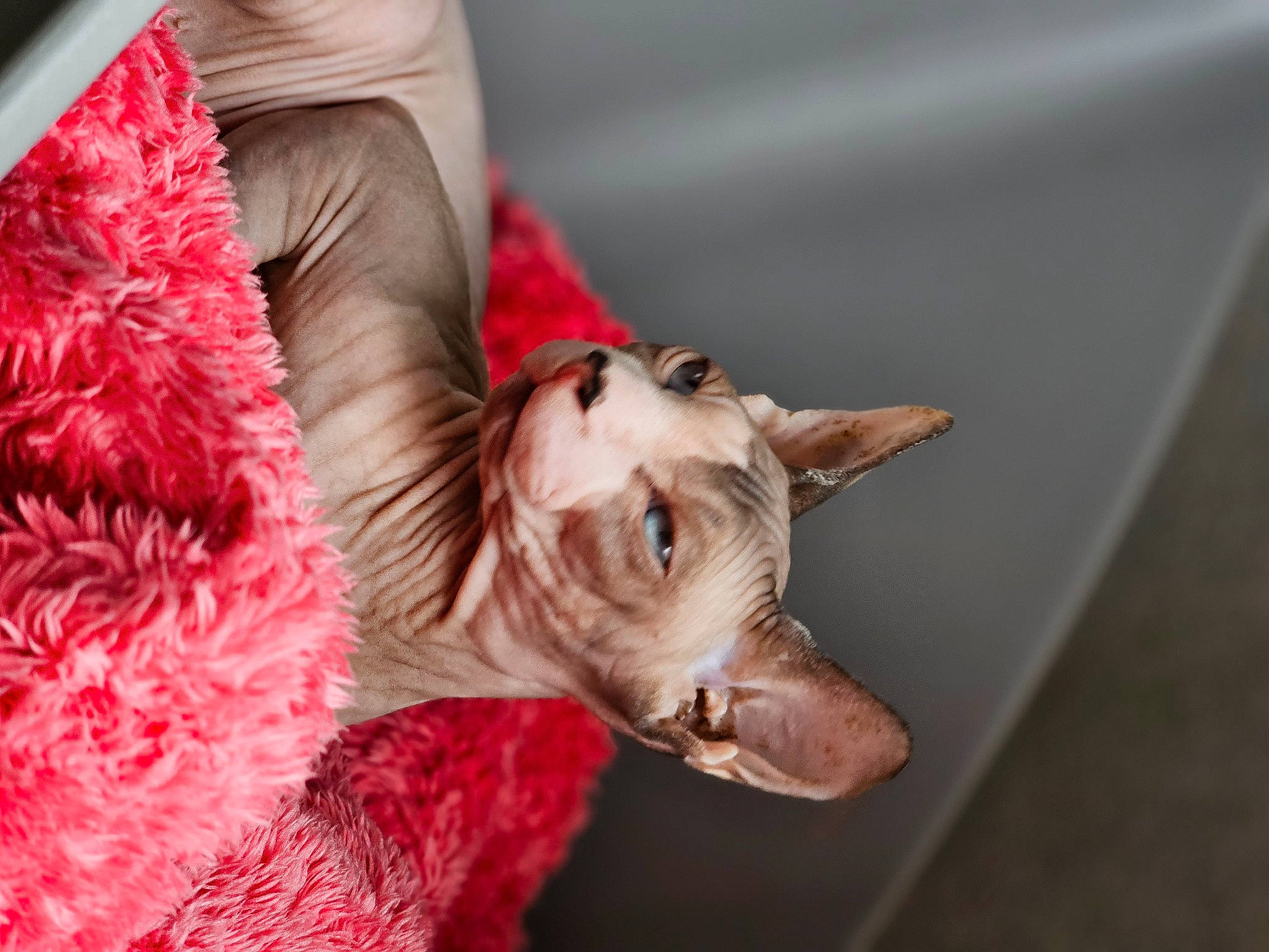 Tyfonce participe au concours pour gagner de l'argent avec cette photo : art, carmine, carnivore, cat, claw, domestic_short_haired_cat, event, felidae, fictional_character, flesh, fur, holiday, human_leg, magenta, paw, small_to_medium_sized_cats, tail, toy, tree, whiskers