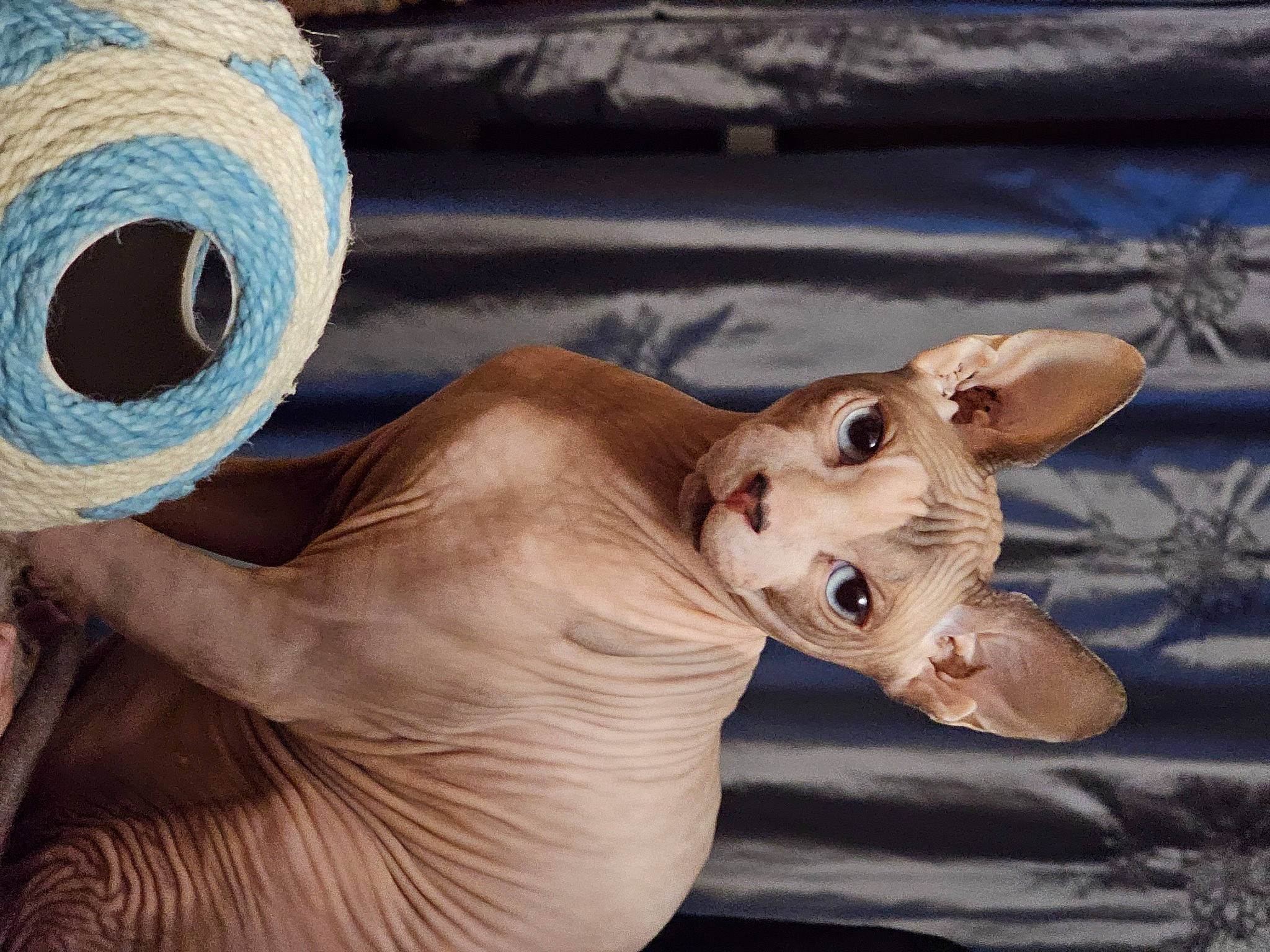 Tyfonce participe au concours pour gagner de l'argent avec cette photo : carnivore, circle, dog_breed, fawn, feather, felidae, fur, linens, paw, rope, small_to_medium_sized_cats, tail, terrestrial_animal, thread, trunk, whiskers, wildlife, wood, wool, woolen