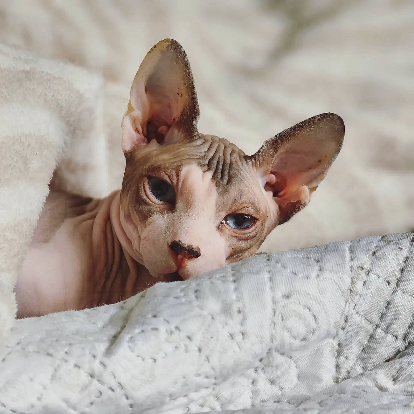 Tyfonce a rejoint le concours — aidez-le/la à gagner de superbes lots ! carnivore, comfort, devon_rex, donskoy, ear, fawn, felidae, fur, small_to_medium_sized_cats, snout, sphynx, tableware, tail, terrestrial_animal, toy, whiskers, working_animal
