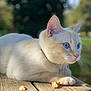 cat, animal, pet, blue_eyes, cream_fur, whiskers, wooden_deck, outdoor, nature, leaf, sunlight, close_up, fur, portrait, relaxed, mammal, domestic_cat, daylight, focus, side_view
