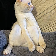 Ice participe au concours pour gagner de l'argent avec cette photo : cat, cream_colored, blue_eyes, sitting, relaxed_pose, blanket, cozy, indoor, feline, pet, curious, soft_texture, cushion, side_view, animal, whiskers, ears, paw, fur, domestic_cat