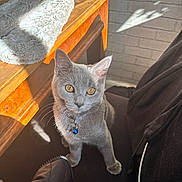 Tink is registered to the contest to win money with this photo: cat, gray_cat, indoor, pet, fur, whiskers, collar, bell, wooden_table, sunlight, shadow, brick_wall, black_clothing, zipper, curious, sitting, feline, close_up, domestic_animal, cozy